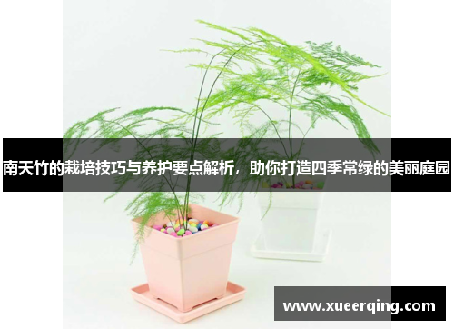 南天竹的栽培技巧与养护要点解析，助你打造四季常绿的美丽庭园